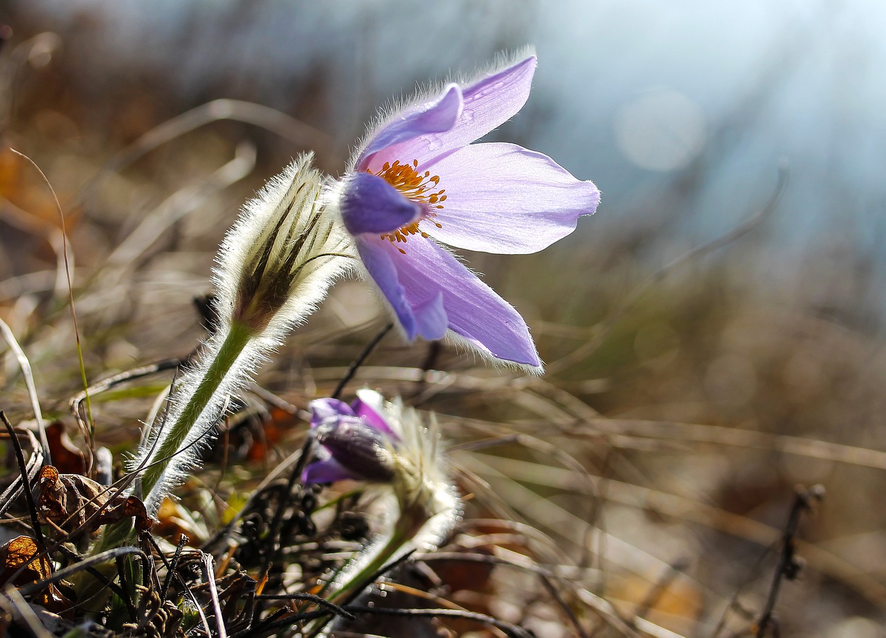 Vroegste Nederlandse lente ooit waargenomen: wat betekend dit voor de natuur en mens?