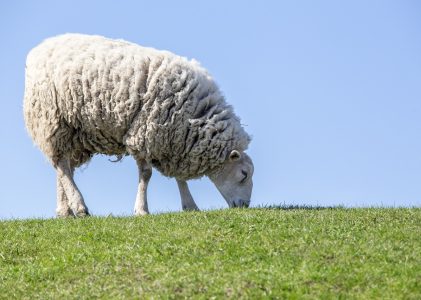 Nieuw vaccin tegen blauwtongvirus: veeartsen begonnen met vaccineren