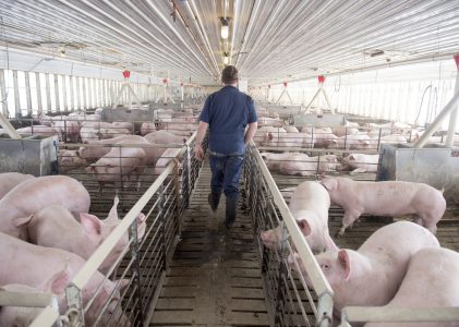 Stroomstootwapens mogen niet meer gebruikt worden in de veehouderij