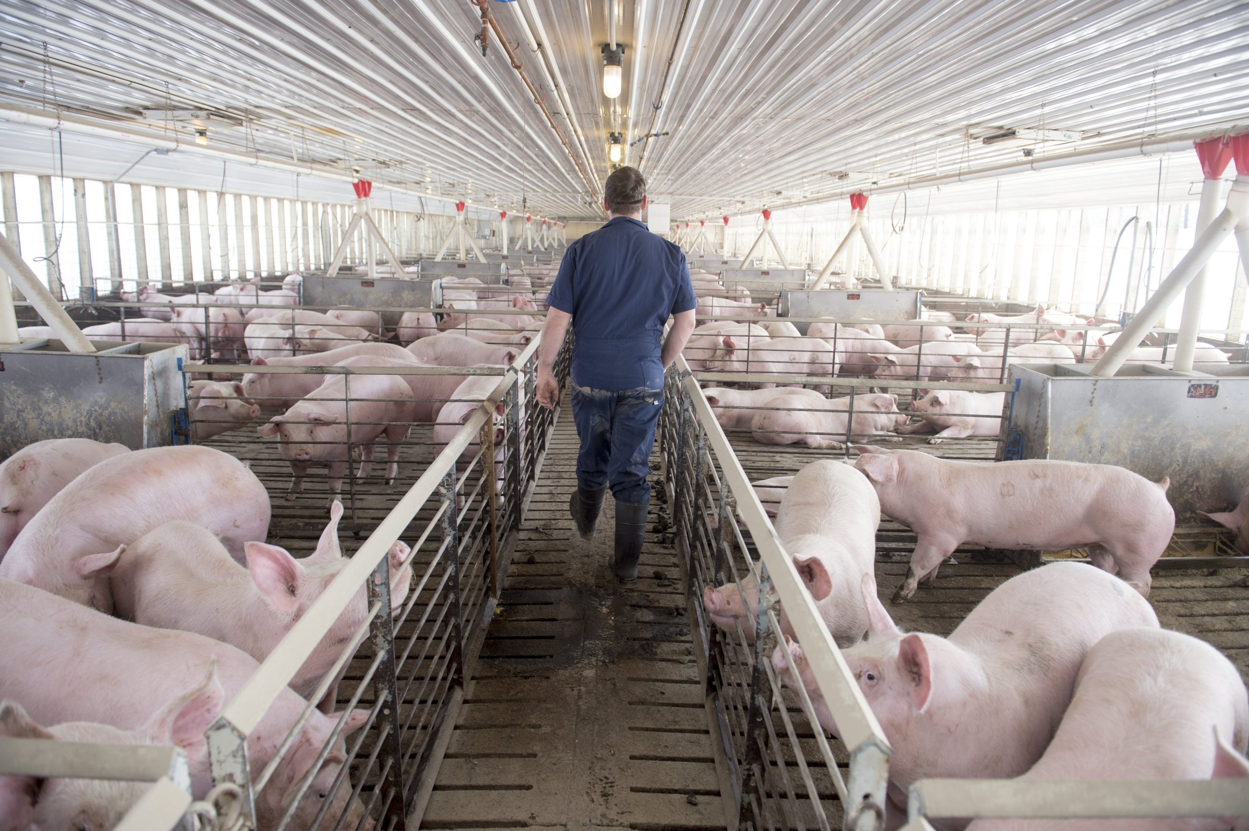 Stroomstootwapens mogen niet meer gebruikt worden in de veehouderij