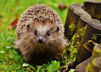 Slecht jaar voor de egel