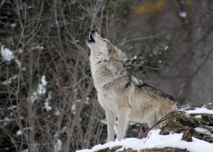 Werkgroep wolf: preventie boven afschot