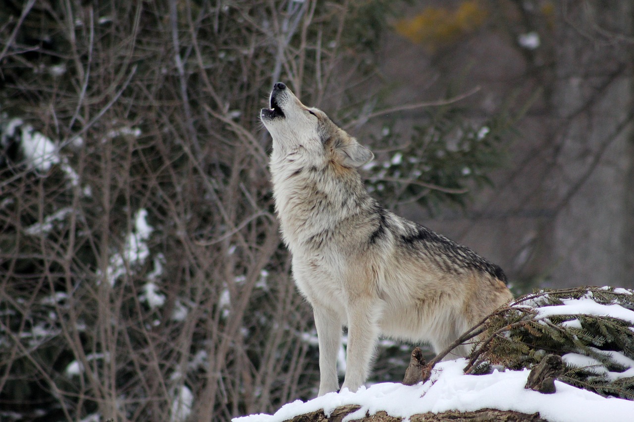 Werkgroep wolf: preventie boven afschot