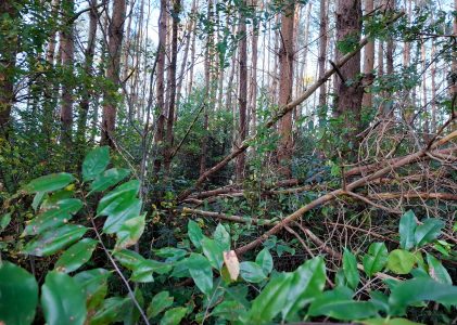 Bodem verzuring leidt tot wankele bomen