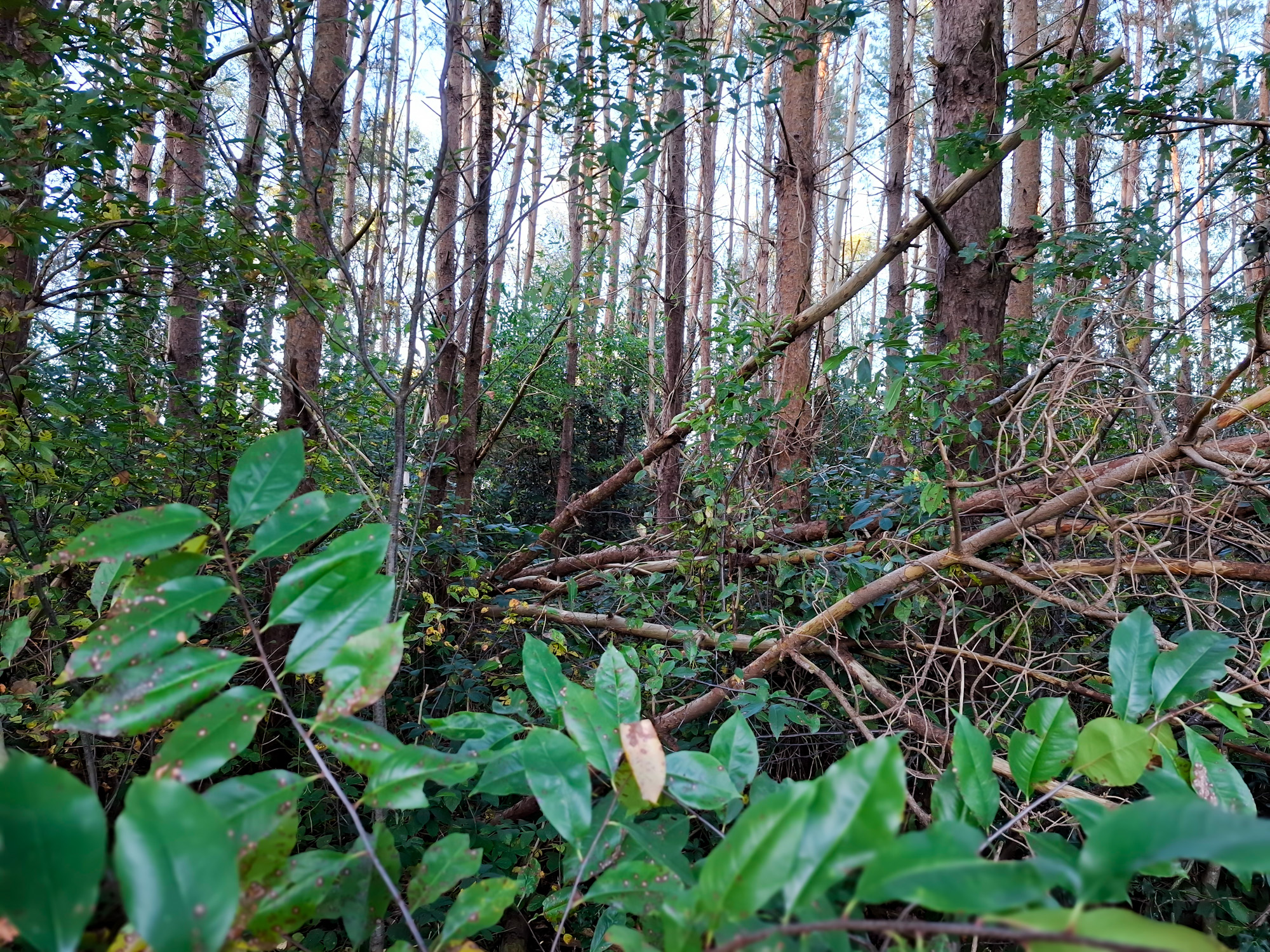 Bodem verzuring leidt tot wankele bomen