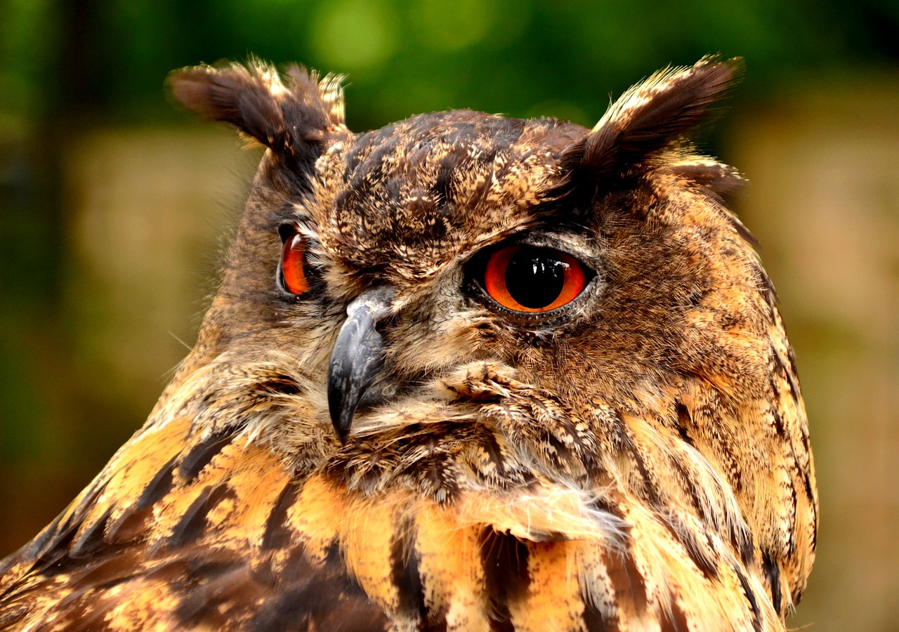 Vogelwacht Tjalleberd de Streek komt in actie om jeugd te betrekken bij natuur 