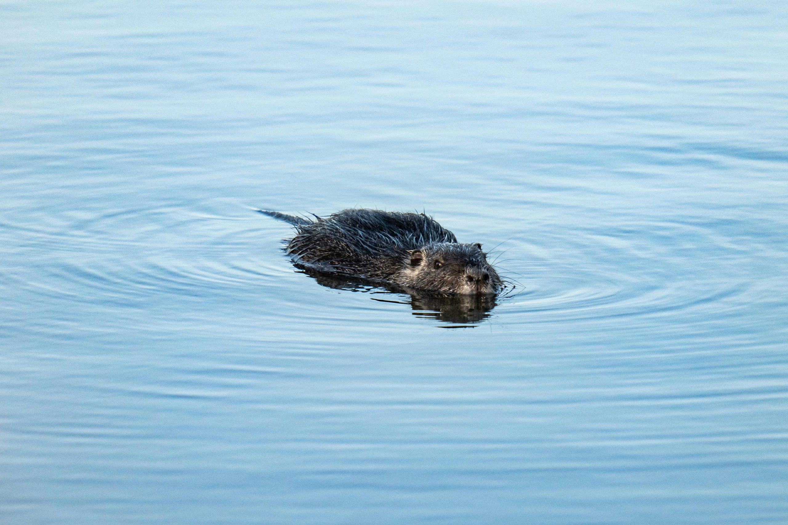 De bever in Friesland: geweldig of gevaar?