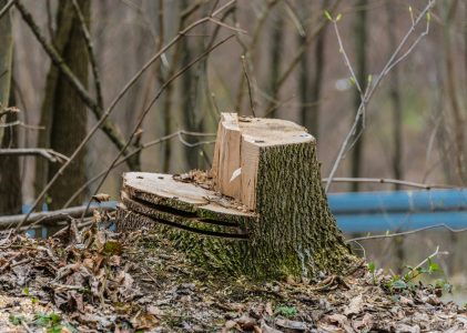 Natuurorganisaties voeren rechtszaak tegen de overheid om boskap