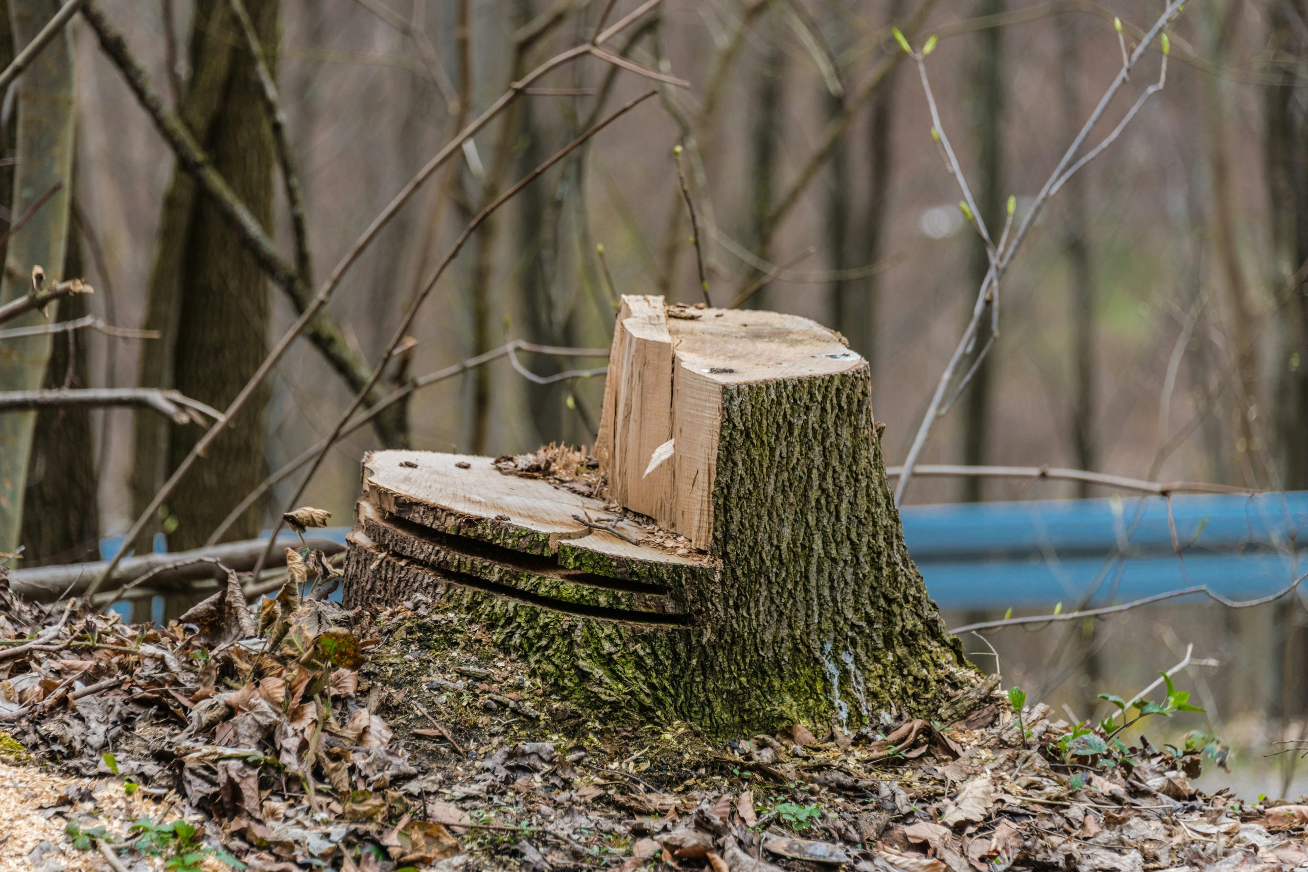 Natuurorganisaties voeren rechtszaak tegen de overheid om boskap