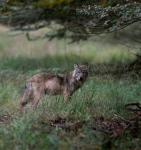 BIJ12 volgt ontwikkeling van de wolf op de voet