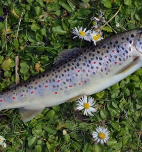 Fishing & Tasting evenement in Emst opnieuw groot succes: ‘Voor mij de eerste keer, maar zeker niet de laatste keer’