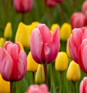Tulpenfestival trekt 90.000 bezoekers: ‘We laten onze tulpenteelt én regio bloeien’ 