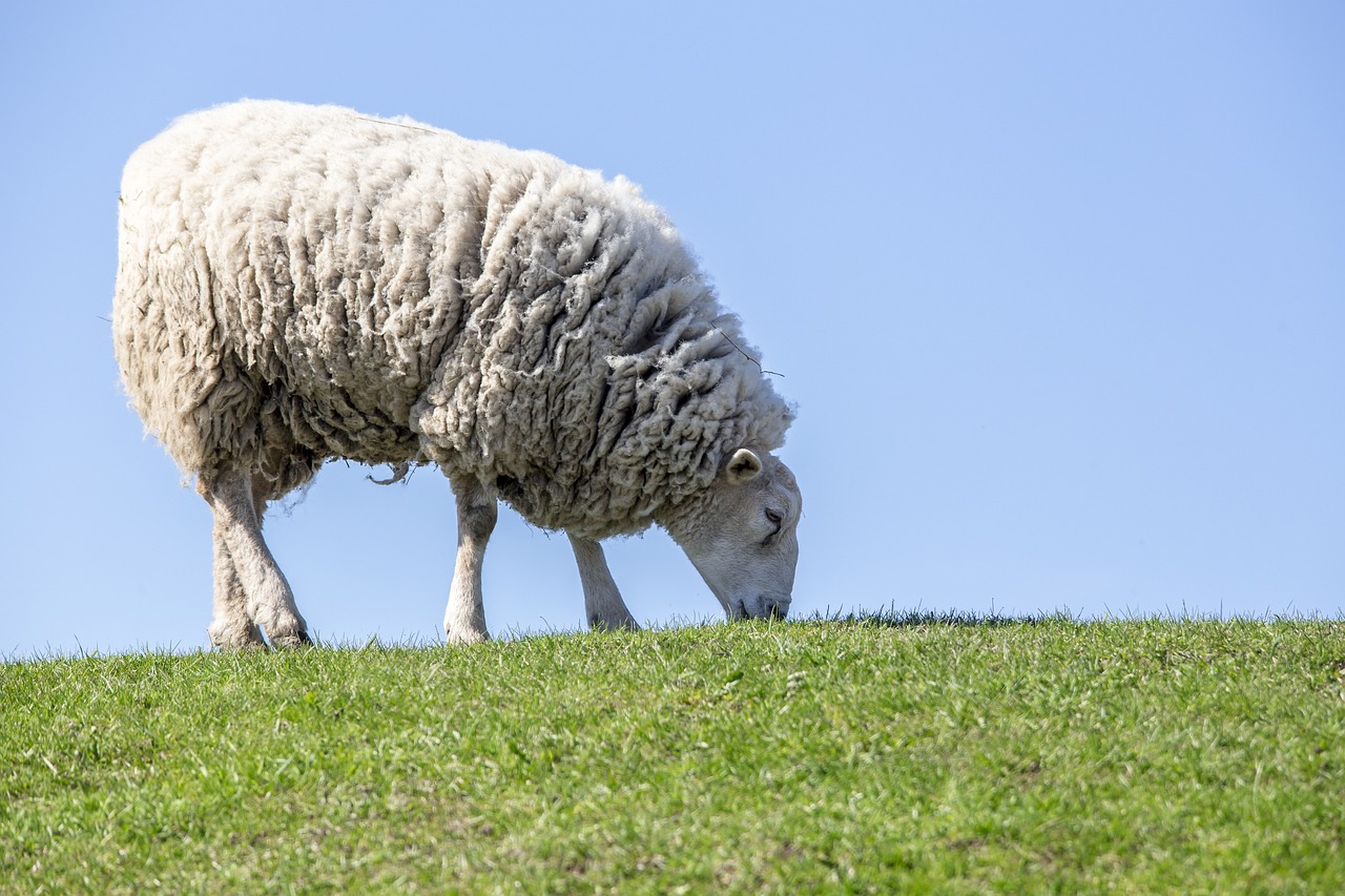 Minder schapen hebben blauwtong door lagere temperaturen
