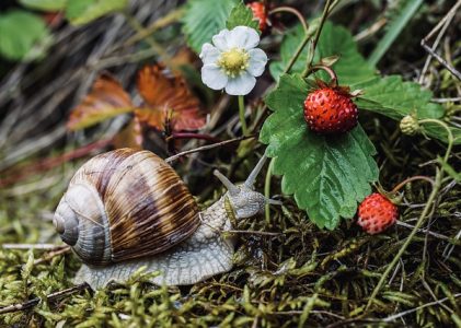 Meer bodemdieren dan ooit in Nederland