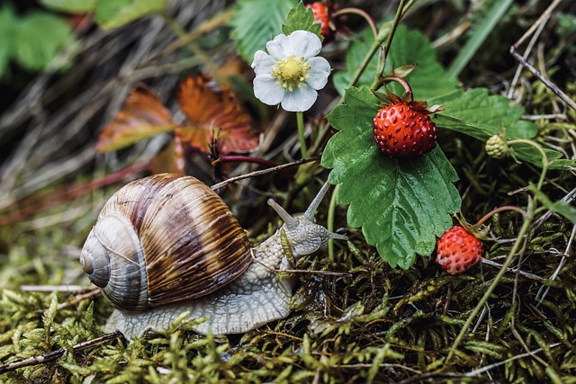 Meer bodemdieren dan ooit in Nederland