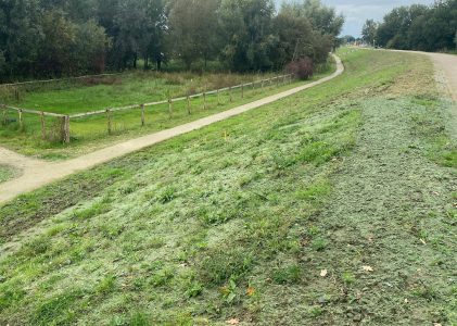 Onschadelijke groene mix van zaden en grassen over dijk in Holtenbroek