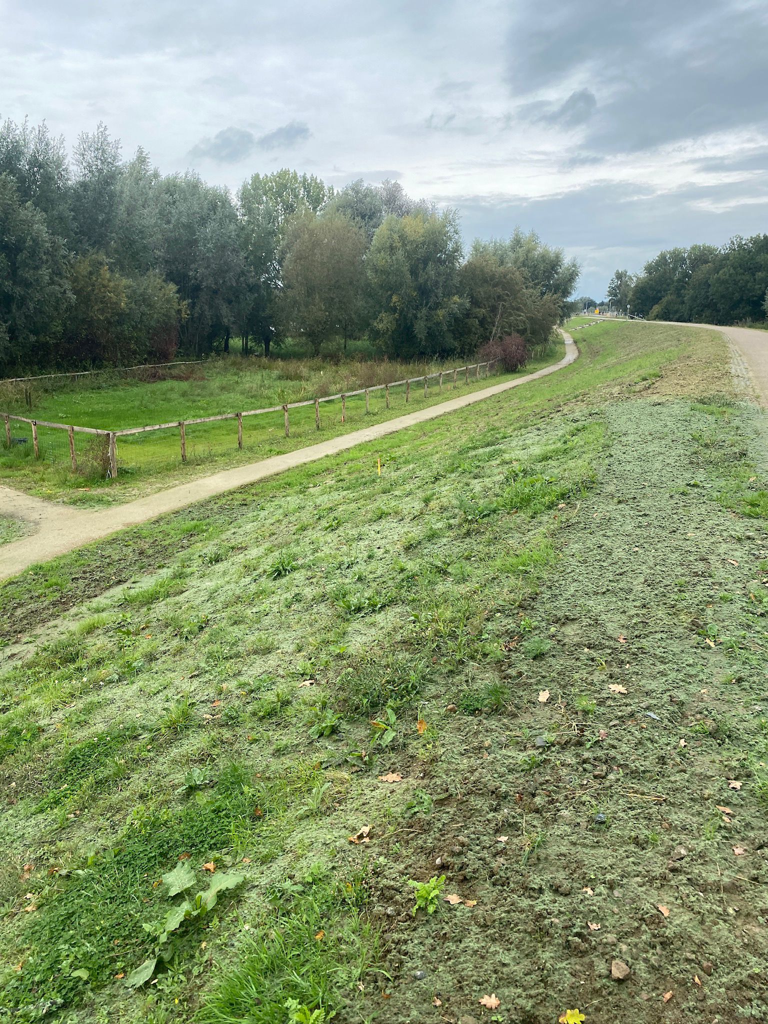 Onschadelijke groene mix van zaden en grassen over dijk in Holtenbroek