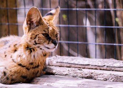 “overgangsregel van huis en hobbydierenlijst zorgt helaas nog voor teveel onduidelijkheid”