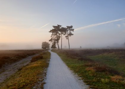 Provincie Utrecht moet op zoek gaan naar rustgebieden voor de wolf