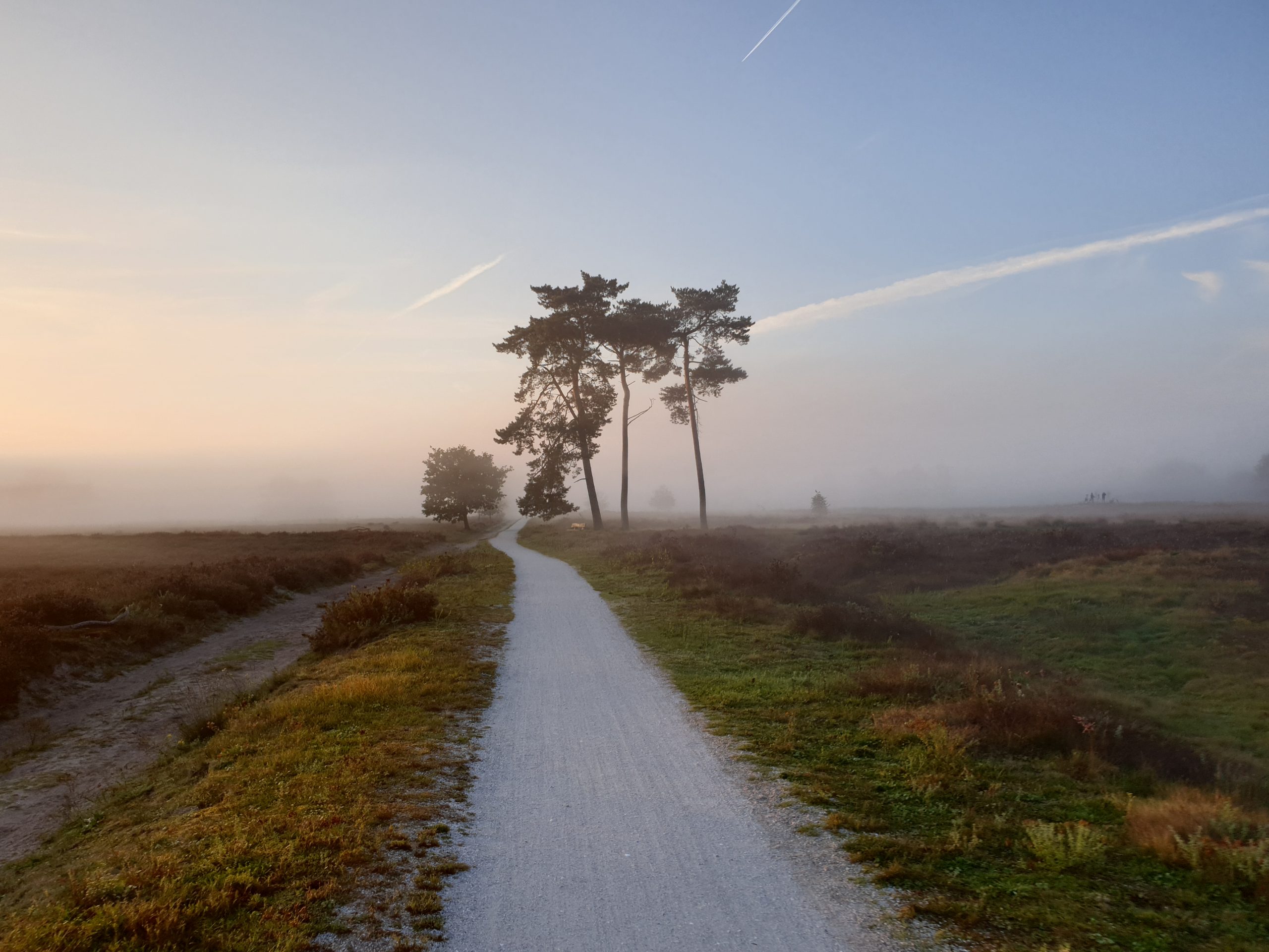 Provincie Utrecht moet op zoek gaan naar rustgebieden voor de wolf