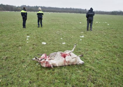 Veel boeren niet goed voorbereid op aanval van wolf