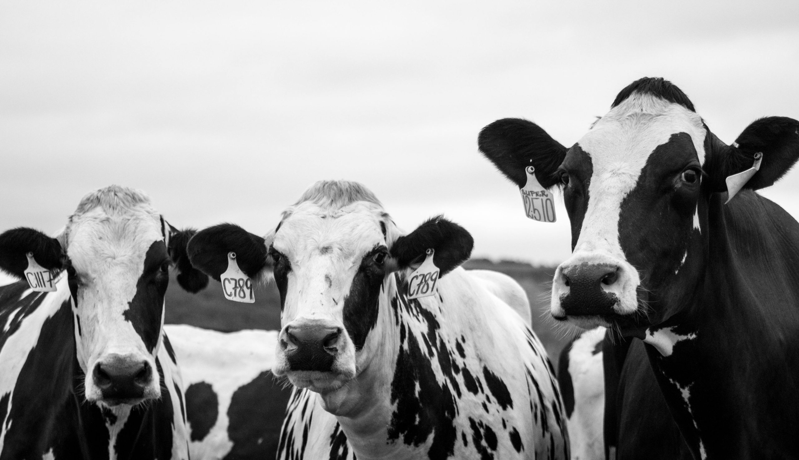 Oproep Vleesloze Kerst: Kerst Vredesdienst voor Dieren in Amsterdam