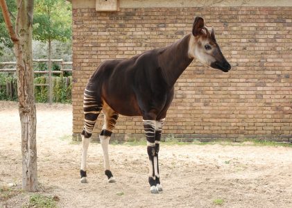 Aandacht voor bedreigde okapi op Wereld Okapidag