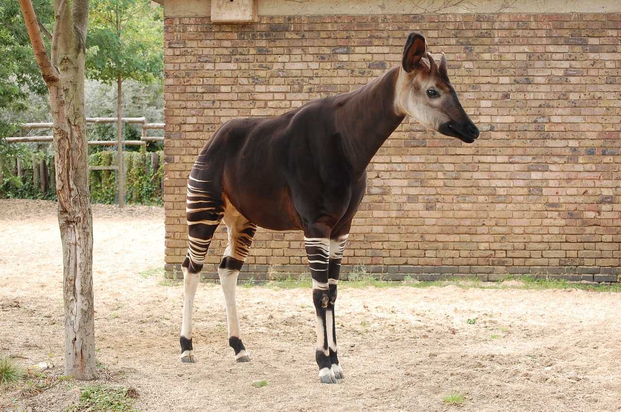 Aandacht voor bedreigde okapi op Wereld Okapidag