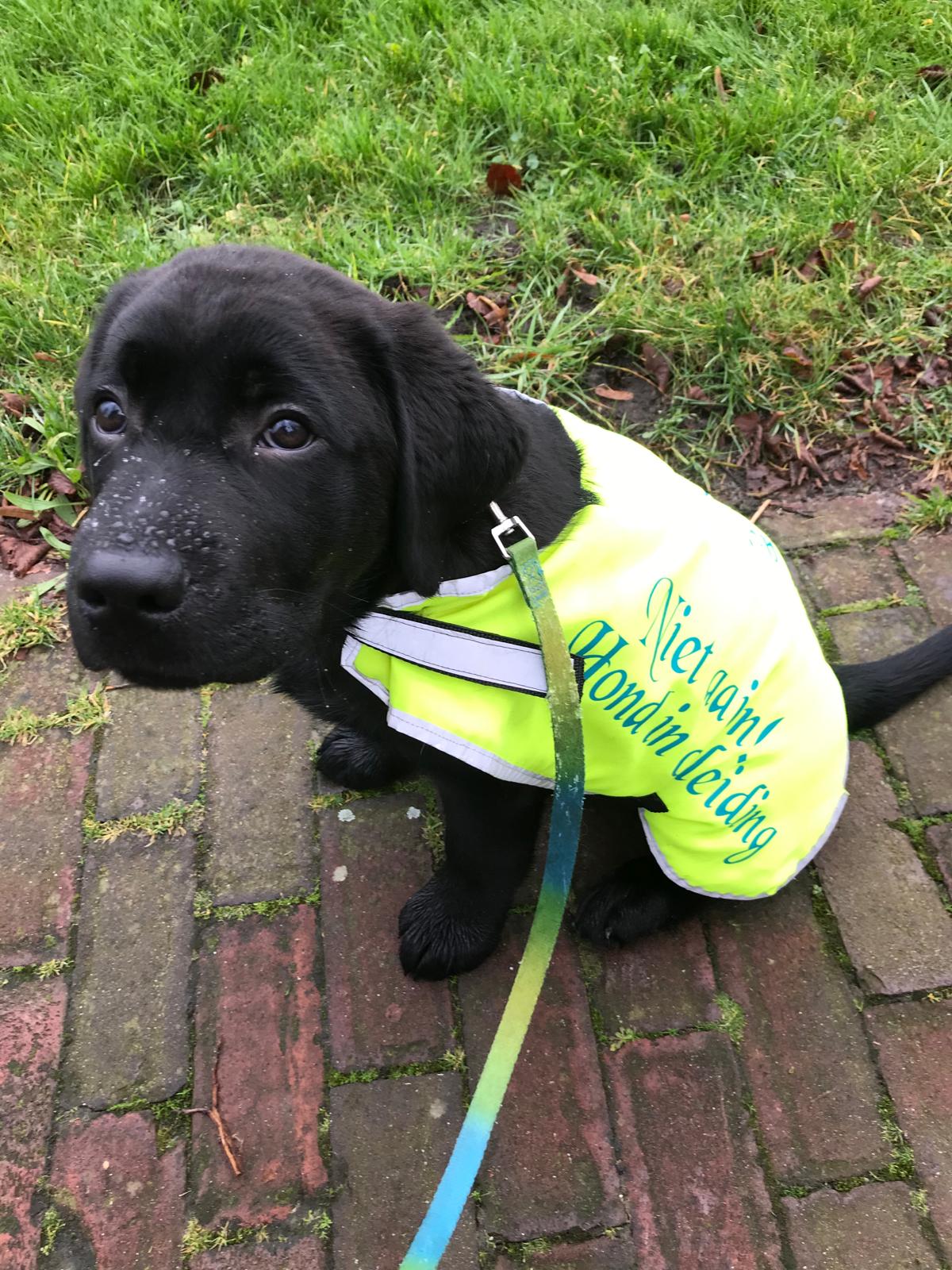 WAAR: Mutatie in gen POMC veroorzaakt overgewicht in labradors