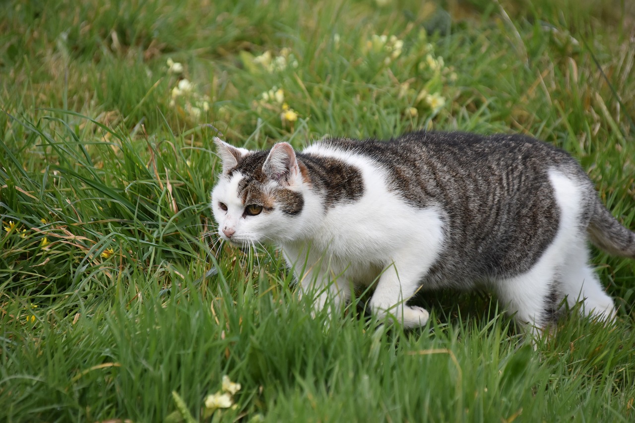 Zwerfkatten afschieten in Friesland: dierenleed of noodzaak? Dier & Recht spant rechtszaak aan